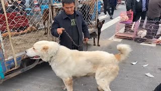 大哥吹牛说他的狗打架没输过，刚说完就被自家马犬挑衅，打脸了！