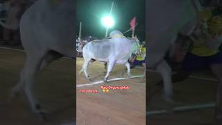 RK Bulls simhadri Bull