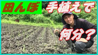 【田舎で農業】こんな田植えもアリでしょ!!水が溜まらない田んぼに手植えで天水（雨）便りの稲作。嘆いてても始まらないからやるしかないっしょ!!