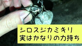 シロスジカミキリ、クワガタ以上のパワーある？ Powerfull long-horned beetle