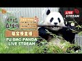 【🐼#FuBao 福宝慢直播】听说有神秘惊喜？今日的福猪猪幸福超标🤍🖤🎁 #panda #푸바오 ｜Fu Bao Panda LIVE Stream｜MangoTV