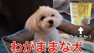 ドッグフードを食べない犬にやさしいフードあげてみた結果！【マルチーズのねね】【MalteseDog】