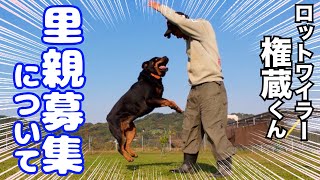 【超大型犬】ロットワイラー権蔵くん里親希望について