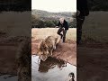 scaring a lion 😱😳🤔 amazing funny deanschneider cartoon animation zoo ytshorts subscribe🙏🙏