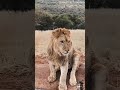 scaring a lion 😱😳🤔 amazing funny deanschneider cartoon animation zoo ytshorts subscribe🙏🙏