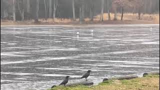 Crow in the rain