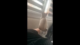 Cat Getting Comfy and Balancing Herself on Owner Foot by the Window