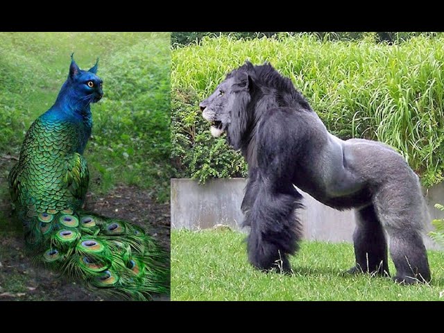 Craziest Hybrid Animals