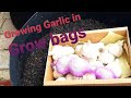 Planting Garlic In Grow Bags ~ Growing Garlic for beginners