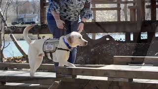 America's VetDogs Program Introduction