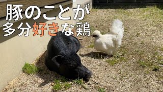 マイクロブタのとんかつが寝てると必ず近付いてくるウコッケイのぼんじり【99日目】