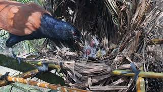 kisah induk bubut membunuh anakny diberikan saudarany