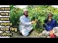 প্রুনিং বা শাখা কর্তন পদ্ধতিতে বেগুনের ফলন বৃদ্ধি  / Brinjal Pruning for better yield