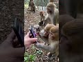 viral video monkeys scroll through social media like an everyday activity trending