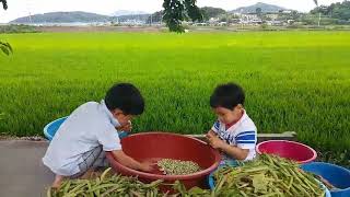 [꼬마농부][시골풍경][콩깎지][꼬마농부의 하루][꼬마농부들][꼬마농부들의 이야기]