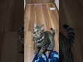 たけのこ族のたけのこ踊り ねこ ちいかわ 猫のいる暮らし