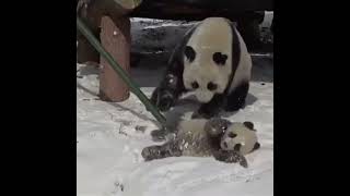 熊猫妈妈大义灭亲 ｜ Panda Mom PLAYING With Her Kid