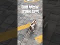 태풍 불어도 강아지 산책 해야하는 이유 shorts