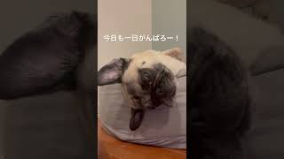 うたた寝パグ太郎#保護犬 #パグ太郎 #パグ #犬のいる暮らし #日常 #ぱぐ #うたた寝 #shorts