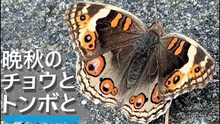 晩秋の小さな虫たち,アオタテハモドキと赤トンボ 其の52🦋🍂🐞指宿市池田湖畔～開聞岳山麓🍂2022年11月21 22日Small insects that live in late autum