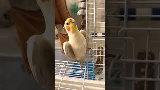 Cute Cockatiel Jerry's Cookie Cookie koo ko koo ko koo 🥰 #cockatielscraze