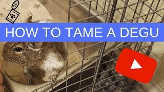 DEGU CARE: How to tame a degu