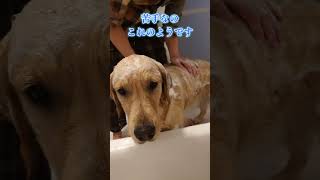 うちにはこんなのがいます、立派なお兄ちゃん#ゴールデンレトリバー #shorts #犬 #大型犬 #dog