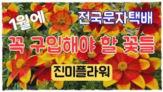 진미플라워 #전국문자택배 #투톤비덴스 #코랄벨카랑코에 #샤넬제비꽃 #빨강초연초 #루비패랭이 #징구루마 #아시난데스 #심산앵초 #골드소포트트리 #로즈마리 #미산딸나무