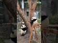 😄快乐与你分享！🐼渝可渝爱 大熊猫 panda funny video short