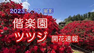 2023.4.17撮影，偕楽園 ツツジの開花速報