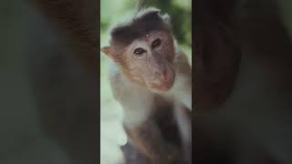 Monkey, Monkey Lover, full Hd video, Keep it COZY, #shorts #video #Funny