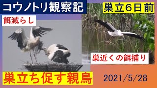 コウノトリ　ひかるの朝の活躍映像　ヒナ2羽の巣立ち6日前