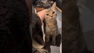 【猫動画】寝起きすぎる子猫にパパはメロメロですwww #shorts