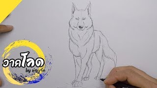 สอนวาดรูป หมาป่า  Wolf | By พ่อแจ๊ก