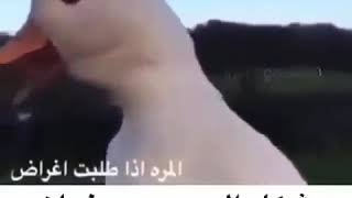 شكل الحرمه لما تبغى مقادي