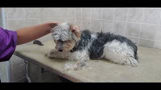 How to groom a Biewer Yorkshire Terrier dog breed, full grooming transformation, dog grooming