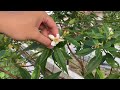 [ Herba & Ulam ] Kenali Pokok Herba SENDUDUK PUTIH (Melastoma sp.) Dan Khasiatnya Kepada Kesihatan