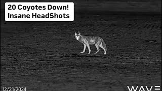 Texas Rancher Downs 20 Coyotes! Insane Headshots!  22ARC