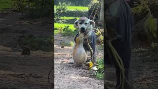 Record the daily life of the Labrador Gu family