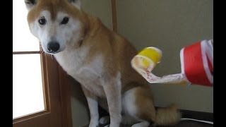 飼い主のカメレオン攻撃にひるむ柴犬ちゃめと戦う柴犬まめ　Shiba Inu