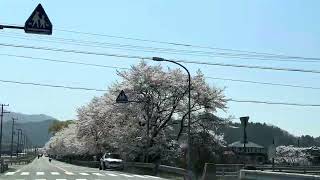 めちゃ長い桜並木