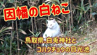 因幡の白ねこ