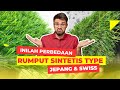 Inilah Perbedaan Rumput Sintetis Type Jepang & Swiss ‼️