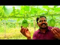 നെയ്കുമ്പളം കൃഷി ash gourd cultivation