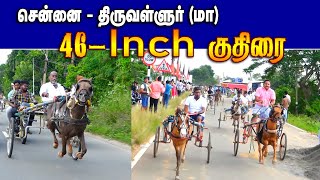 சென்னை திருவள்ளுர்    மாவட்டம் 46 இன்ச் குதிரை  08/12/2024