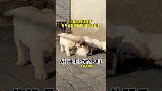 【陈秃秃的一家】怎么会有猫那么喜欢吸狗啊！！！