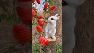 Sevimli tavşan çilek yiyor🐰#rabbit #tavşan #çilek #strawberry