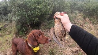 ΚΥΝΗΓΙ ΜΠΕΚΑΤΣΑΣ ΜΕ ΙΡΛΑΝΔΙΚΟ ΣΕΤΤΕΡ ! HUNTING WOODCOCK IRISH SETTER !! CACCIA ALLA BECCACCIA !