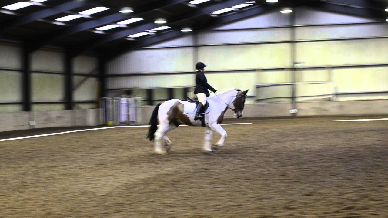 Murphy - Intro A - Dressage Test - YouTube