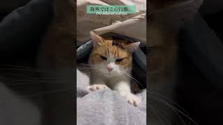 【三毛猫】子猫みたいにふみふみ